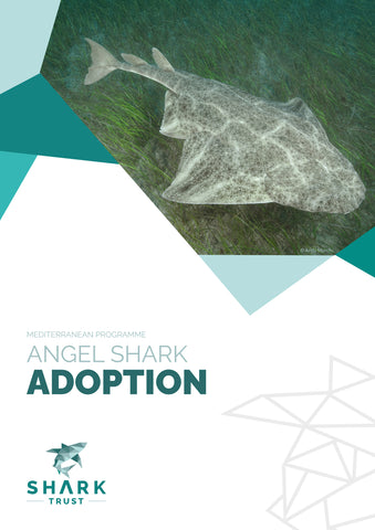 Angel Shark Adoption (Digital)