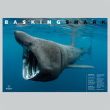 Basking Shark Adoption Poster
