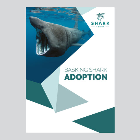 Basking Shark Adoption Folder
