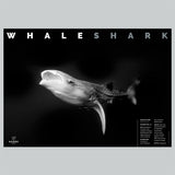 Whale Shark Adoption Poster
